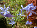 Agapanthus