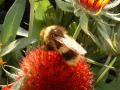 Bee On A Plant