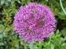 Alium