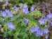 Geranium