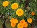 Marigold